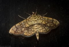 Haritalodes obliqualis