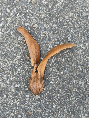 Alakal (Dipterocarpus grandiflorus)