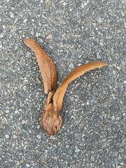 Dipterocarpus grandiflorus