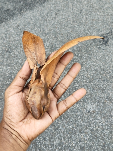 Dipterocarpus grandiflorus, photograph 1