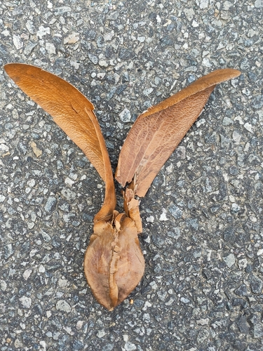 Dipterocarpus grandiflorus, photograph 2
