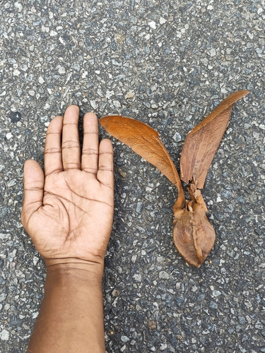 Dipterocarpus grandiflorus, photograph 3