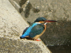 Alcedo atthis bengalensis