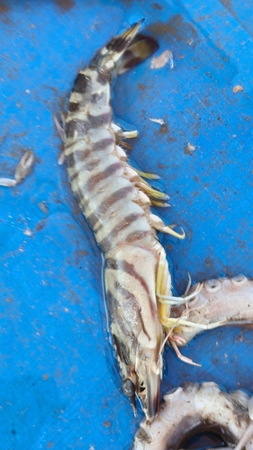 Penaeus japonicus observed 2026-04-04