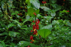 Glossoloma tetragonoides