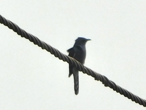 Grey-bellied Cuckoo (Cacomantis passerinus), photo 8