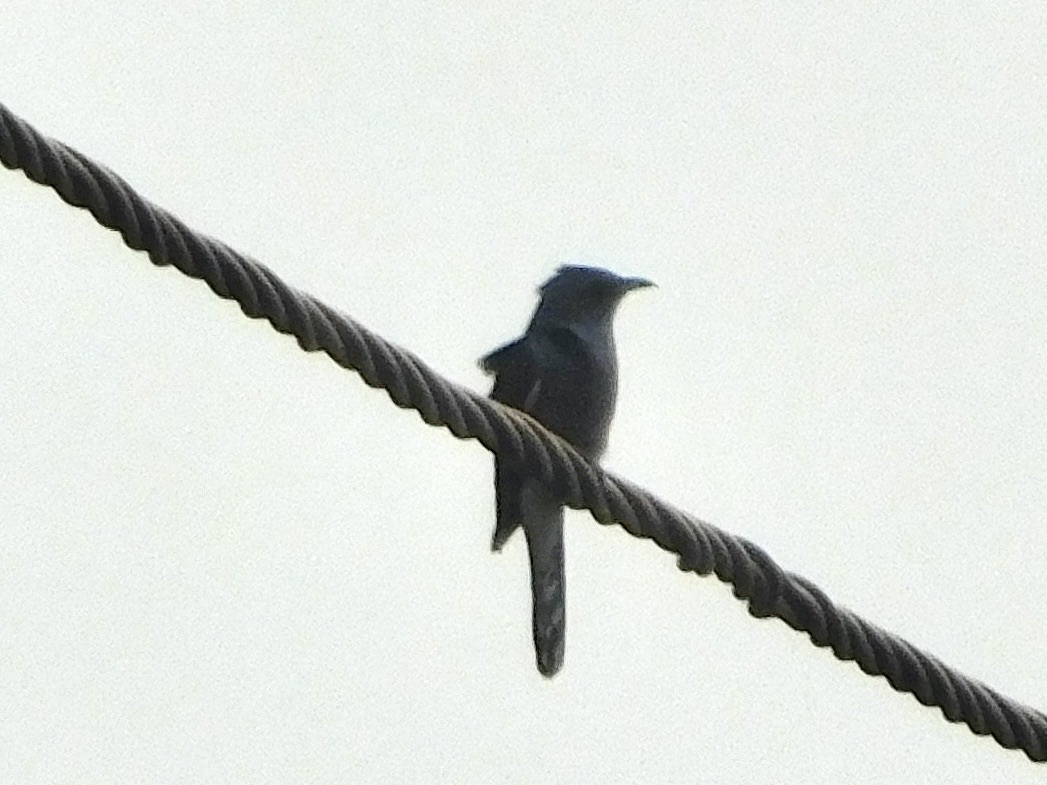 Grey-bellied Cuckoo (Cacomantis passerinus), photo 9