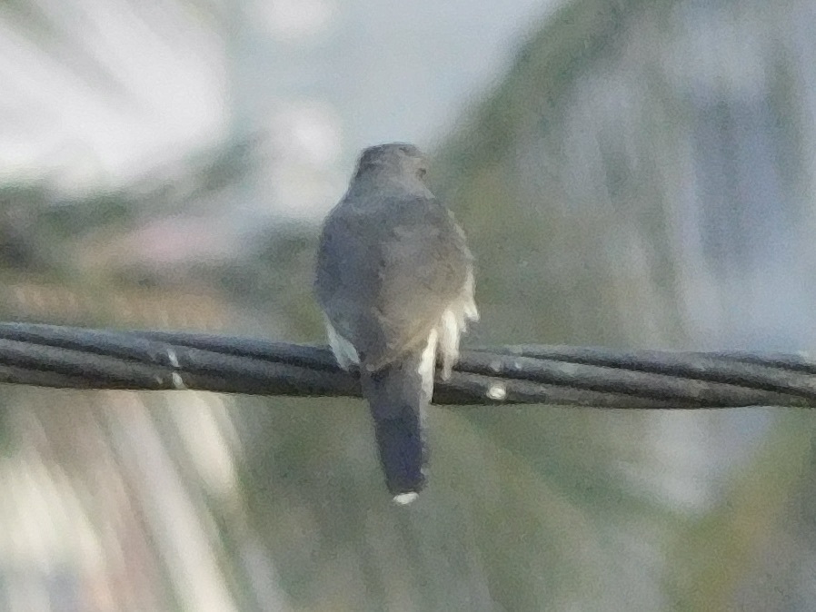 Grey-bellied Cuckoo (Cacomantis passerinus), photo 10
