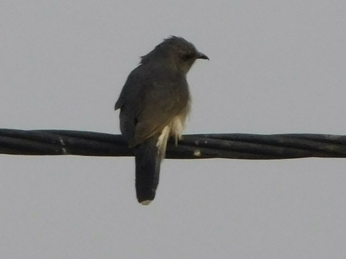 Grey-bellied Cuckoo (Cacomantis passerinus), photo 7