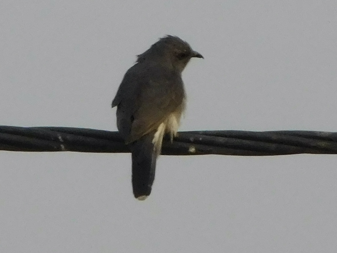Grey-bellied Cuckoo (Cacomantis passerinus), photo 8