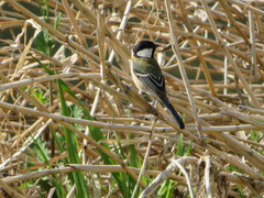 Parus minor
