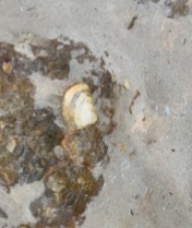 Latona deltoides