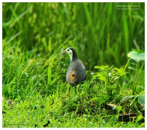 White-breasted Waterhen