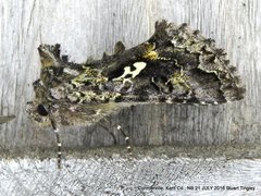 Syngrapha alias