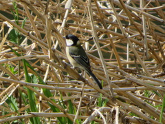 Parus minor