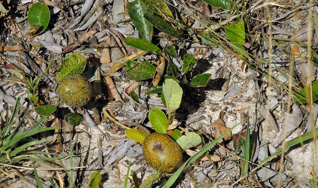 Inland Dwarf Mobola (Parinari capensis)