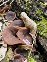 Neogyromitra japonica