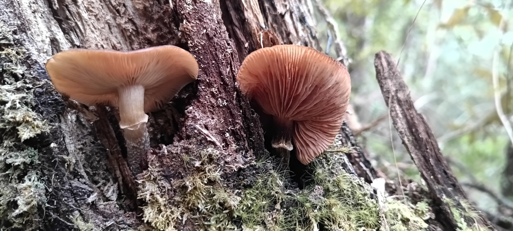 Armillaria novae-zelandiae · April 2026 · photo: © ekojeo (iNaturalist, cc-by)