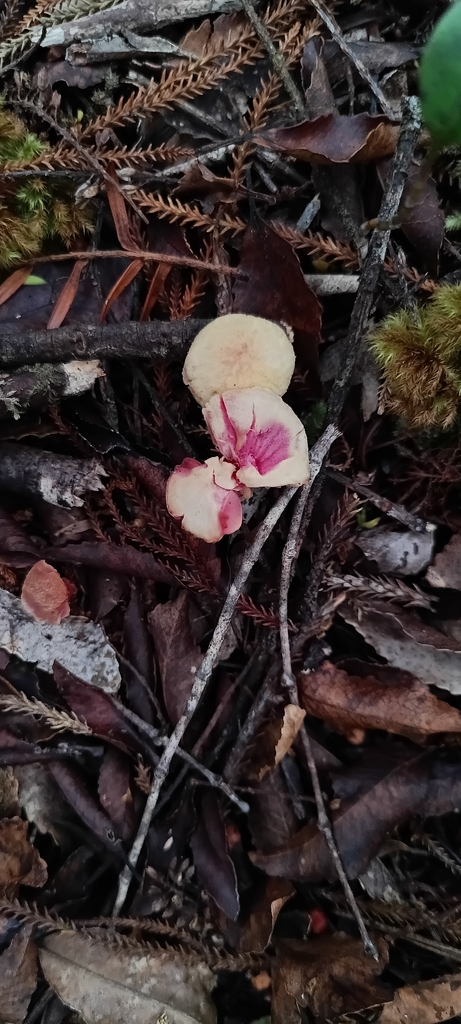 Hygrocybe rubrocarnosa