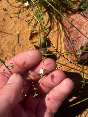 Invisible Plant (Siemssenia capillaris)