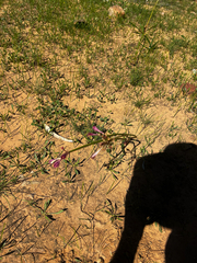 Calostemma purpureum, photograph (c) Alex Stuart, some rights reserved (CC BY)