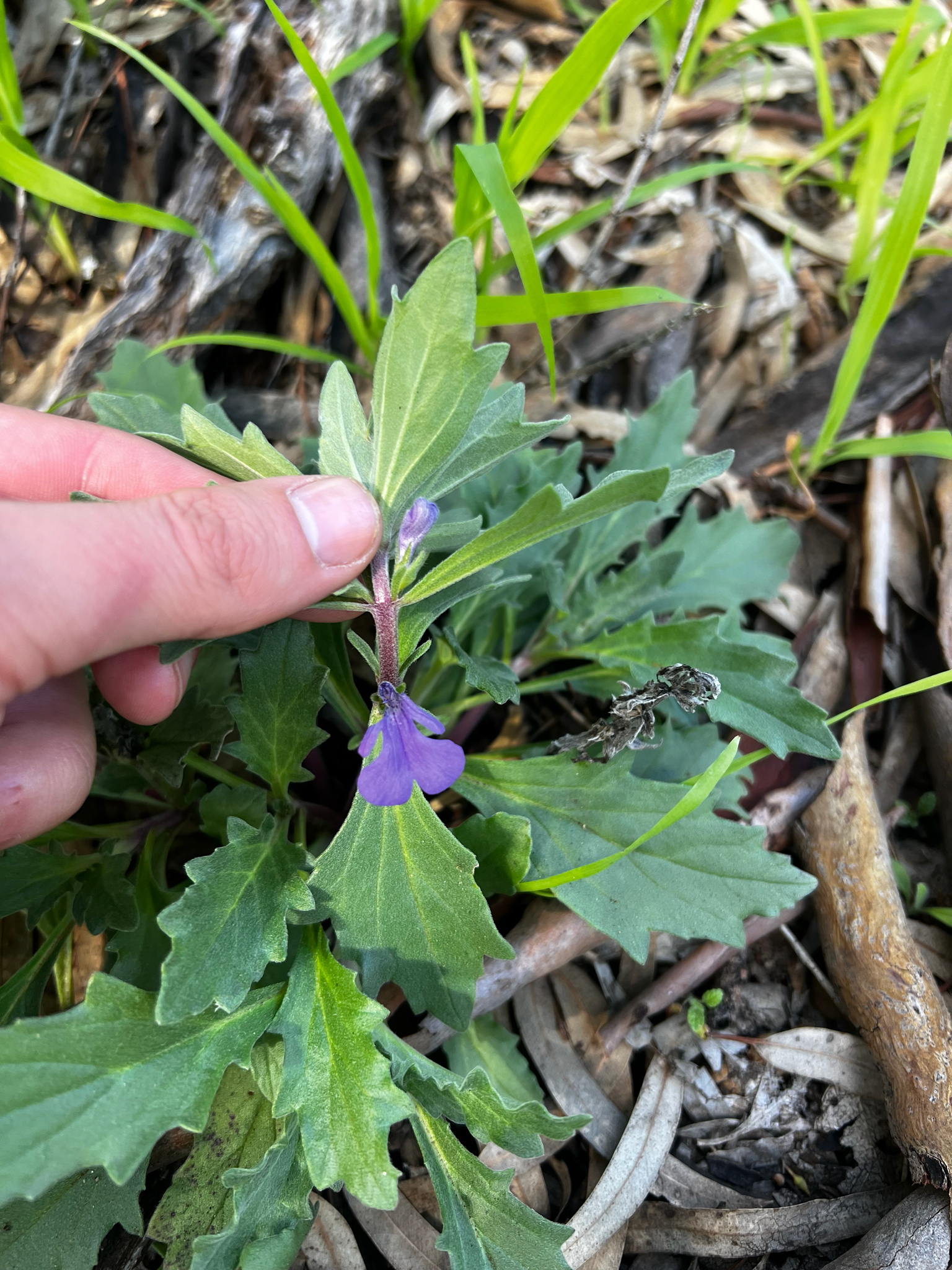 Austral Bugle (Ajuga australis)