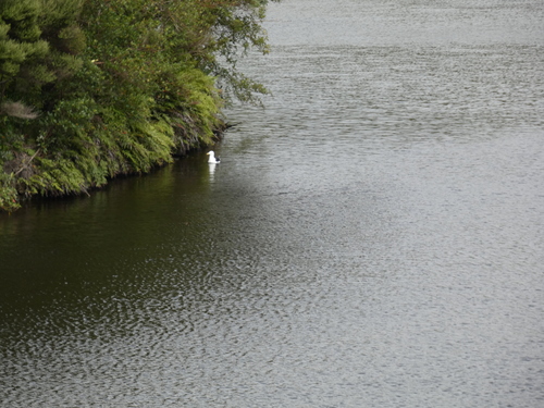 iNaturalist: (c) D. J. King, some rights reserved (CC BY-NC), uploaded by D. J. King iNaturalist image