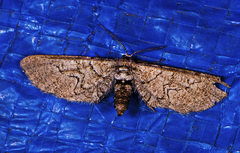 Exelis ophiurus