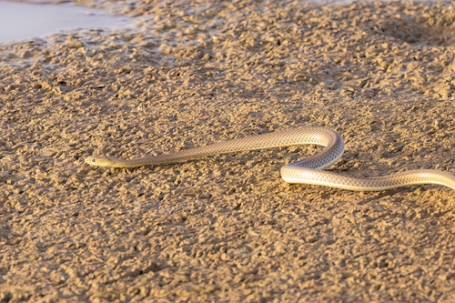 West African Whip Snake