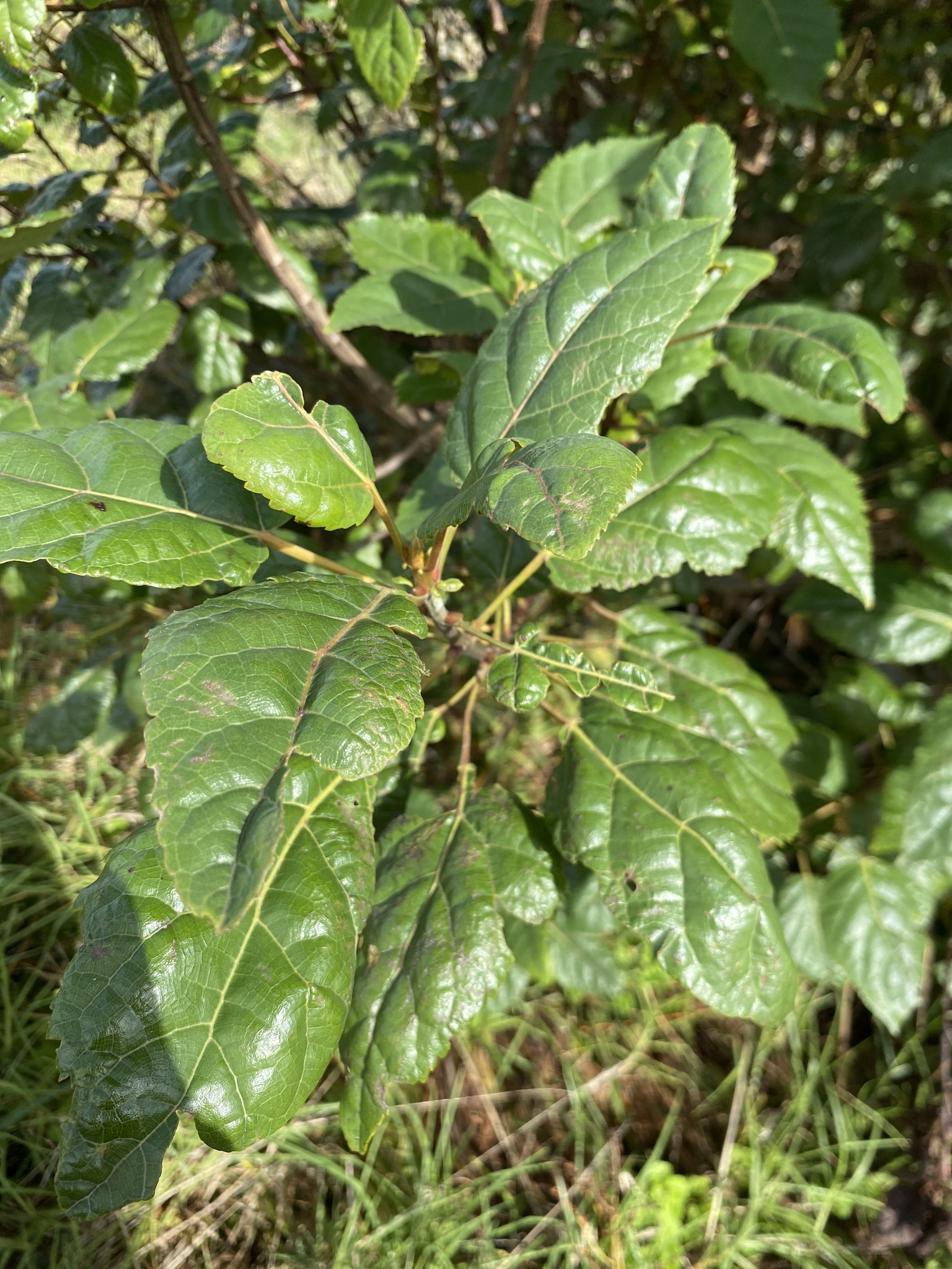 Wineberry (Aristotelia serrata)