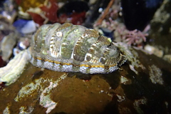 Sypharochiton sinclairi