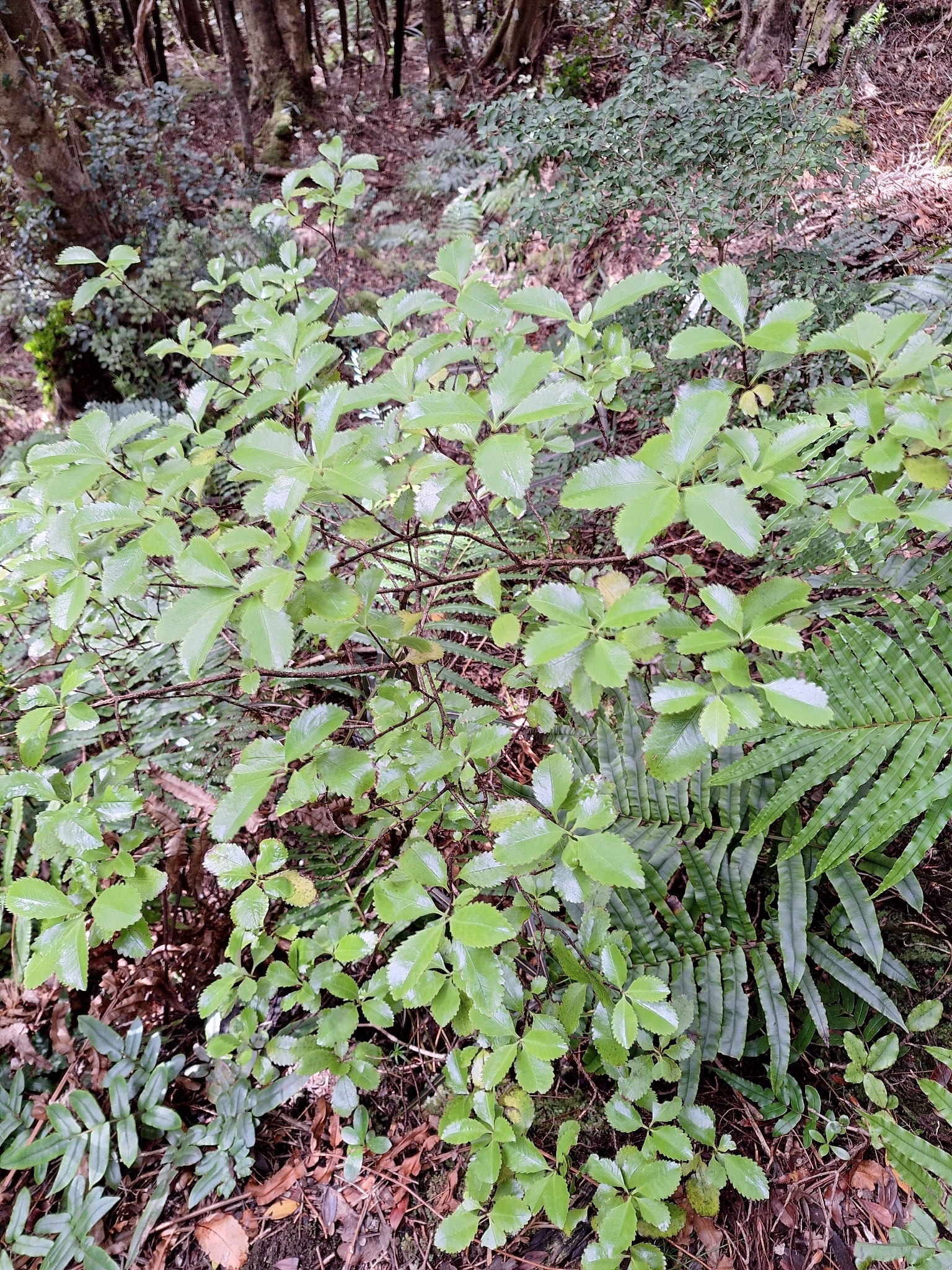 Hutu (Ascarina lucida)