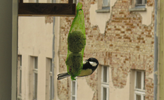 Parus major