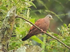 Columbina talpacoti