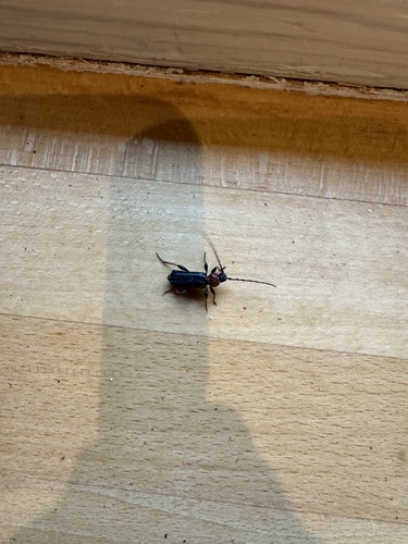 Tanbark Borer