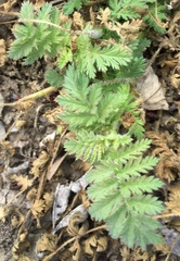 Torilis nodosa
