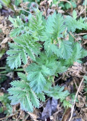 Torilis nodosa