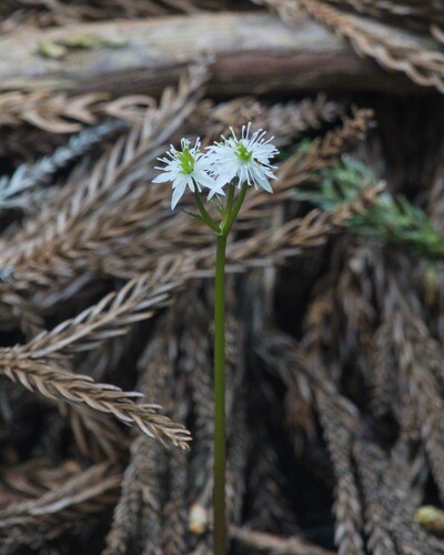 Coptis japonica iNat (1)