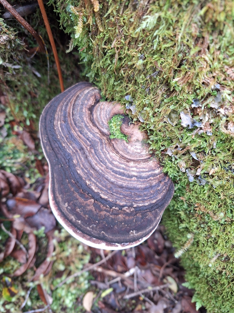 Neofomitella hemitephra · April 2026 · photo: © heidimeudt (iNaturalist, cc-by)