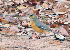 Cercotrichas barbata