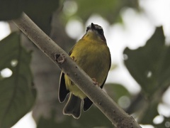 Basileuterus delattrii