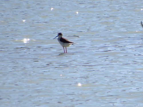 iNaturalist: (c) eva_b_s, some rights reserved (CC BY-NC), uploaded by eva_b_s iNaturalist image