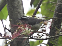Coereba flaveola