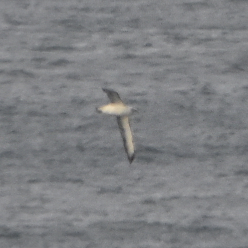 iNaturalist: (c) blake_s_c, some rights reserved (CC BY-NC), uploaded by blake_s_c iNaturalist image