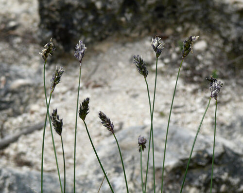 Sesleria sadleriana, 2026-04-04