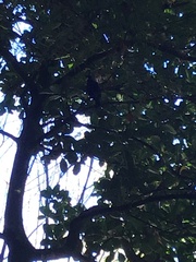 Prosthemadera