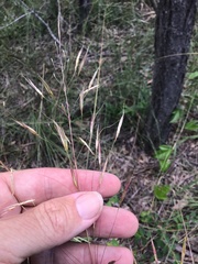 Chrysopogon benthamianus