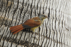 Cichladusa arquata