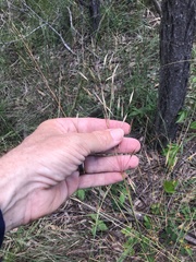 Chrysopogon benthamianus