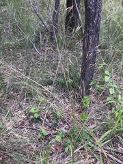 Chrysopogon benthamianus